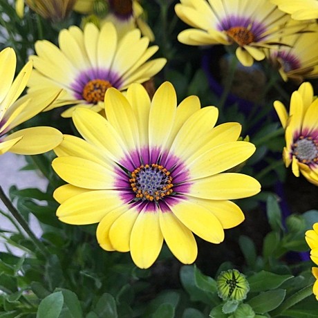 Остеоспермум FLOWERPOWER TROPIC SUN