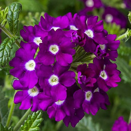Вербена ампельная OBSESSION Cascade F1 Purple Shades with Eye