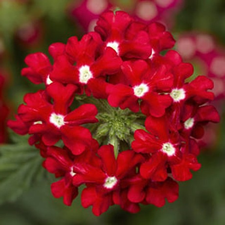 Вербена ампельная OBSESSION Cascade F1 Red with eye