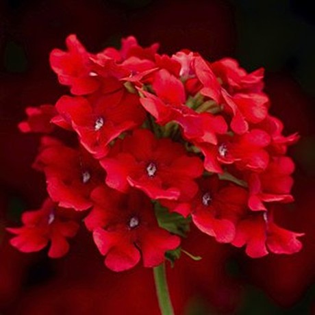 Вербена ампельная OBSESSION Cascade F1 Scarlet