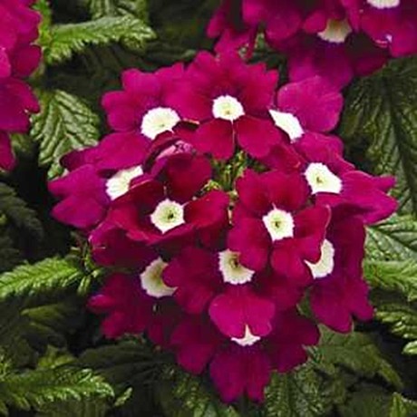 Вербена гибридная TUSCANY F1 BURGUNDY WITH EYE 
