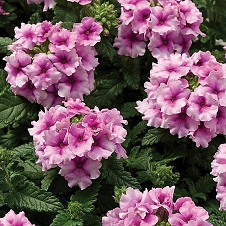 Вербена гибридная TUSCANY F1 Orchid Frost