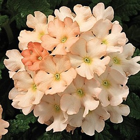 Вербена гибридная TUSCANY F1 PEACH