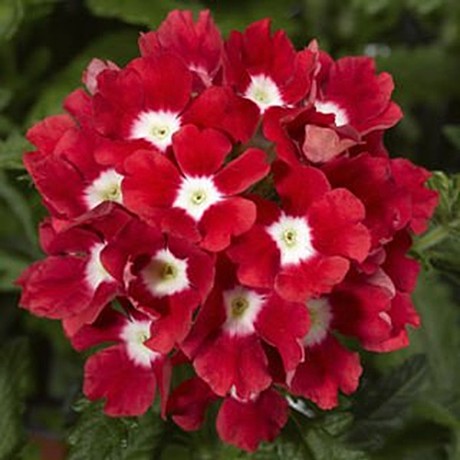 Вербена гибридная TUSCANY F1 SCARLET WITH EYE