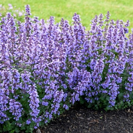 Котовник Фассена Blue Wonder