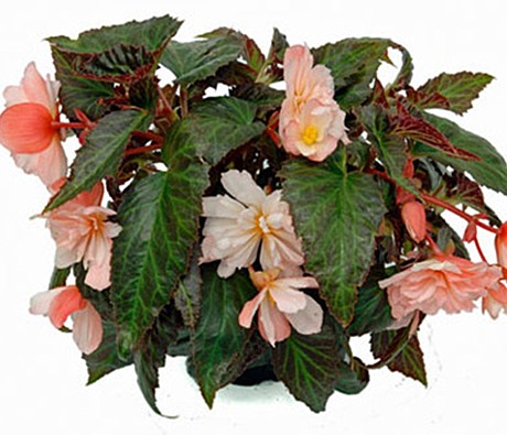 Бегония вегетативная BELLECONIA Light Pink