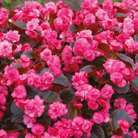 Бегония вегетативная Doublet Rose
