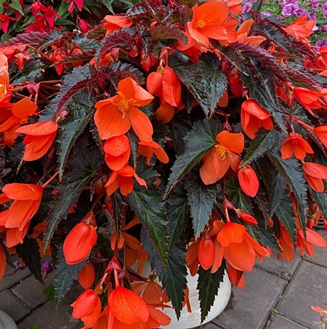 Бегония Боливийская Rivulet orange