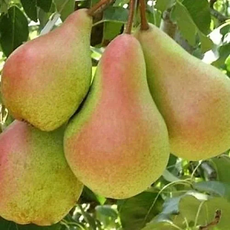 Груша Лесная красавица (411)