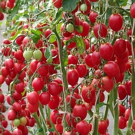 Томат Малиновое пламя (низкорослый)
