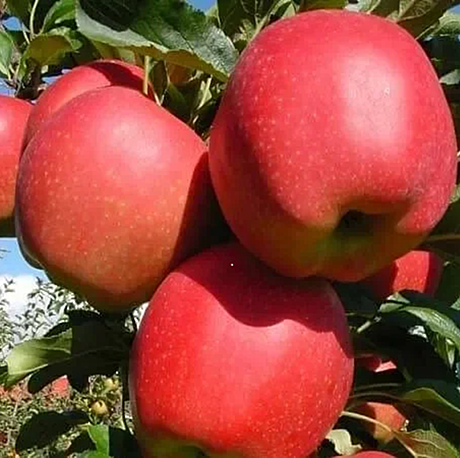 Яблоня полукарликовая Гала (осенняя) 377