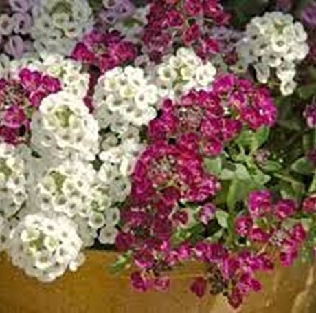 Лобулярия Ароматный микс