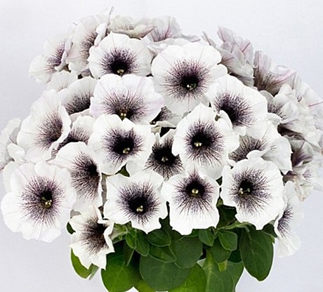 Петуния вегетативная CRAZYTUNIA Black & White