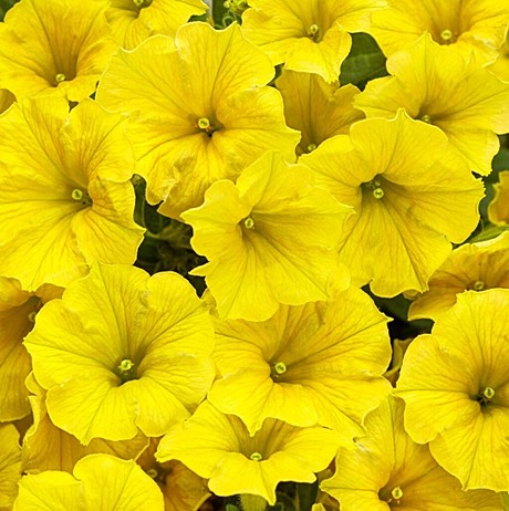 Петуния вегетативная MINI VISTA Yellow