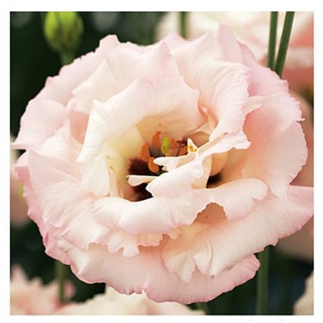 Эустома крупноцветковая Corelli 2 Light Pink