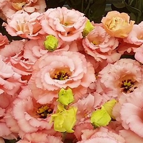 Эустома крупноцветковая Corelli 3 Apricot