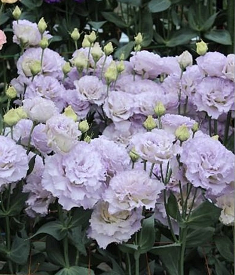 Эустома махровая Corelli SU F1 Lilac