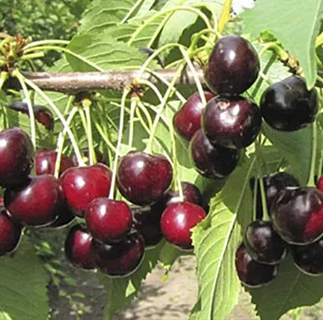 Черешня Ревна (435)