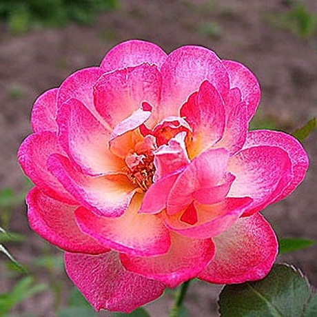 Роза спрей Свит Симфони (65)