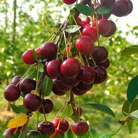 Вишня Норд Стар (428)