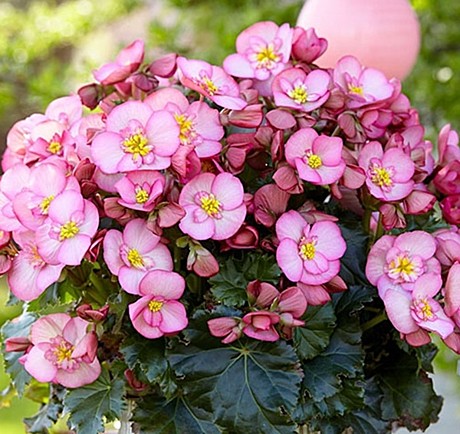 Бегония вегетативная Элатиор Dreams® Garden Macarose