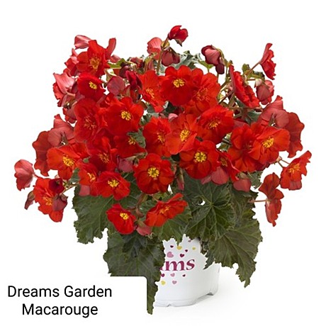 Бегония вегетативная Элатиор Dreams® Garden Macarouge