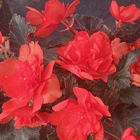 Бегония вегетативная Iconia Portofino Coral