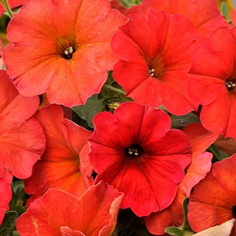 Петхоа вегетативная BeautiCal Red Maple