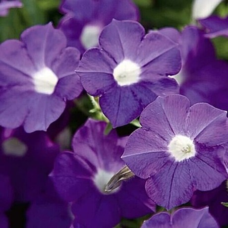Петуния вегетативная BLANKET Violet