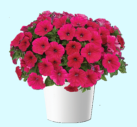 Петуния вегетативная CASCADIAS Fuchsia