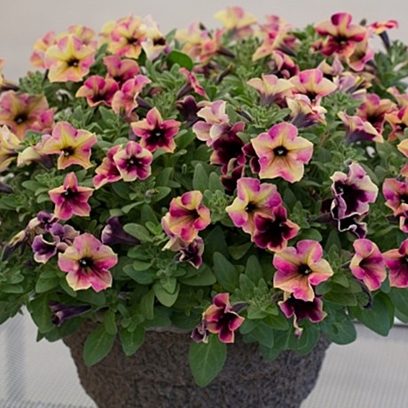 Петуния вегетативная CRAZYTUNIA Blackberry Cheesecake