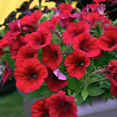 Петуния вегетативная CRAZYTUNIA Red Blues