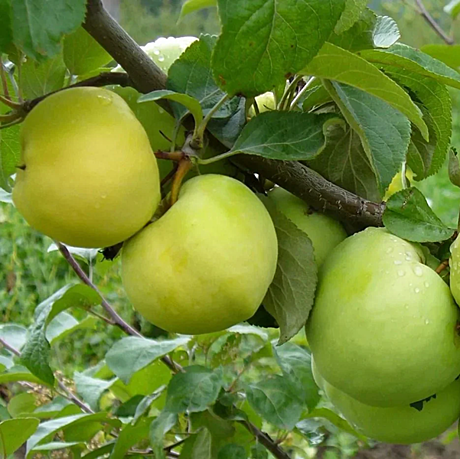 Яблоня полукарликовая Антоновка (зимняя) 372